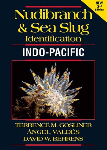 Nudibranchs and planarian Nosy Be Madagascar